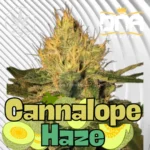 Cannalope Haze Cannabis Stecklinge