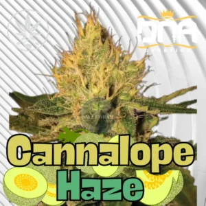 Cannalope Haze Cannabis Stecklinge