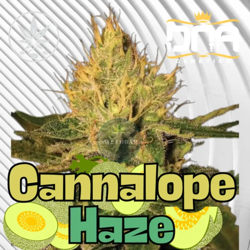 Cannalope Haze Cannabis Stecklinge