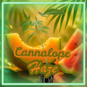 Cannalope Haze Cannabis Stecklinge Hanfsteckling