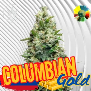 Colombian Gold Cannabis Stecklinge