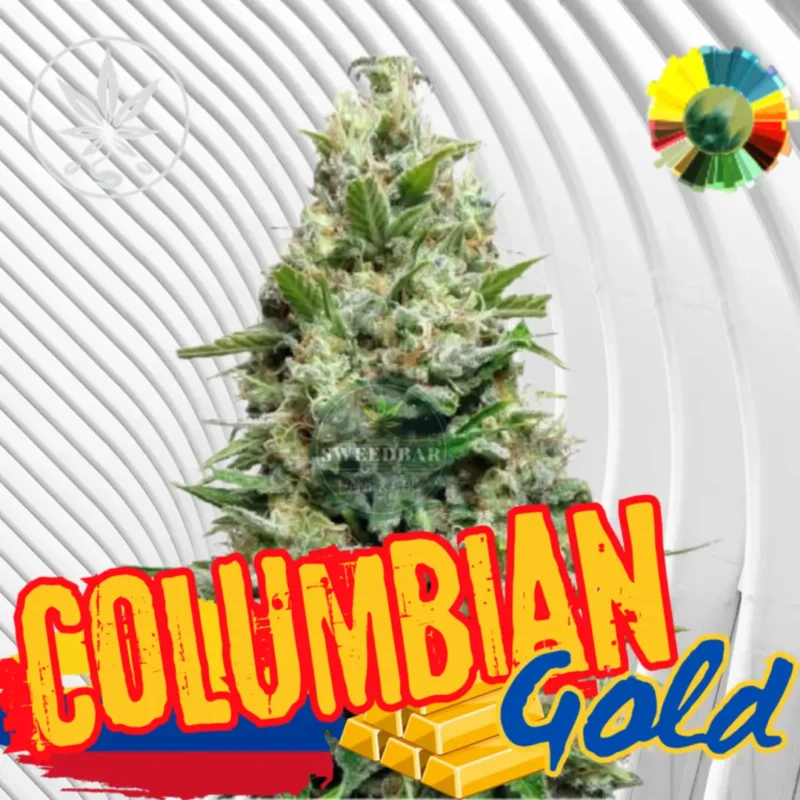 Colombian Gold Cannabis Stecklinge