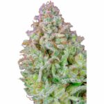 Fast Buds Afghan Kush Auto