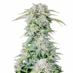 Fast Buds Afghan Kush Auto 2