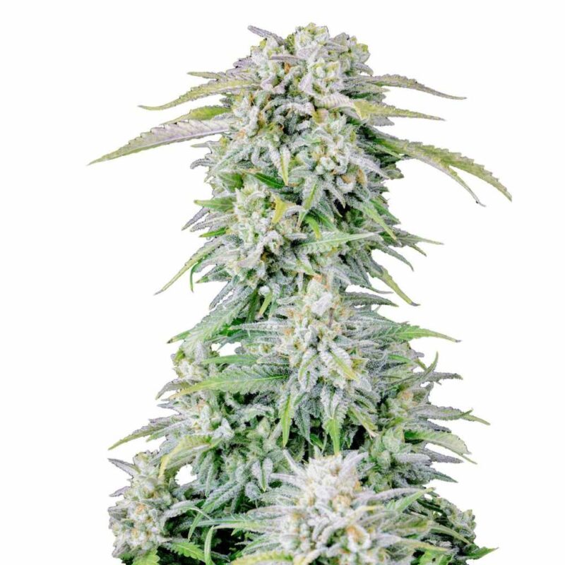 Fast Buds Afghan Kush Auto 2