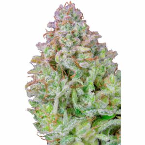 Fast Buds Afghan Kush Auto