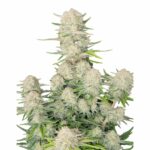 Fast Buds Apricot Auto