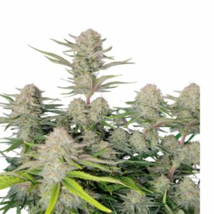 Fast Buds Apricot Auto 2