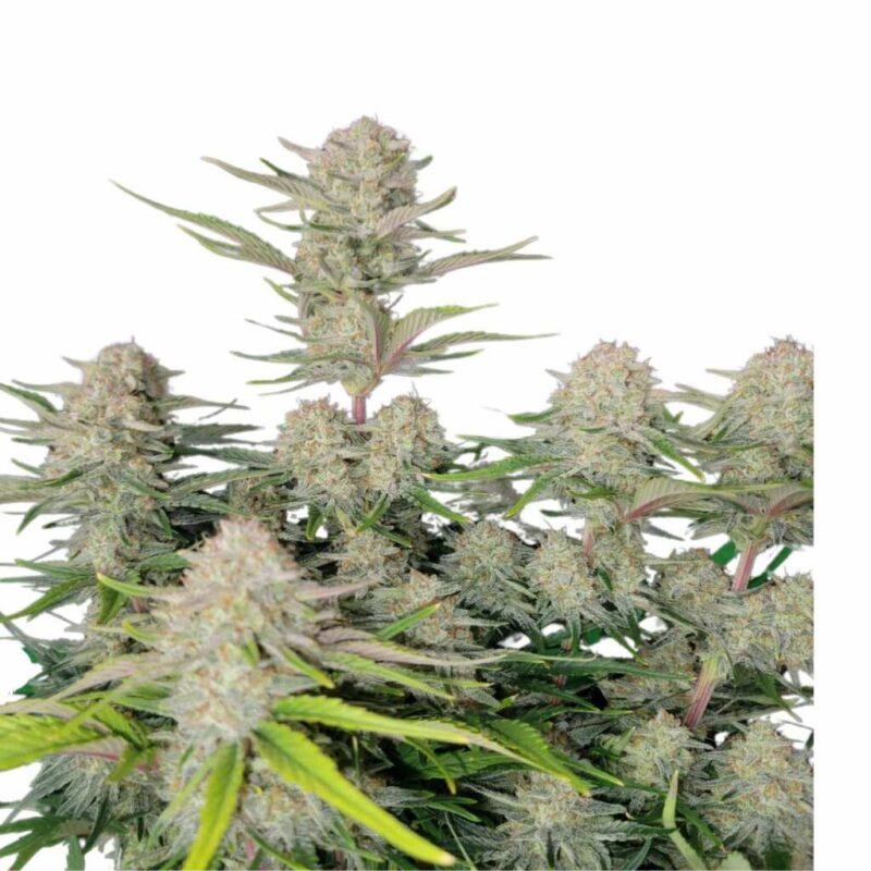 Fast Buds Apricot Auto 2