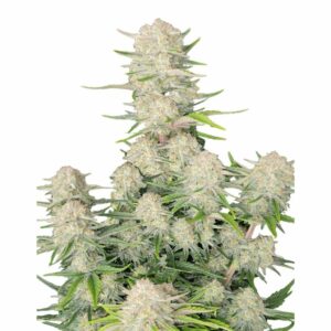 Fast Buds Apricot Auto