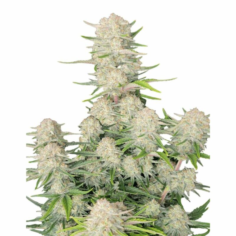 Fast Buds Apricot Auto