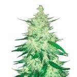 Fast Buds CBD 11 Auto