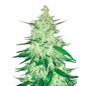 Fast Buds CBD 11 Auto