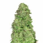 Fast Buds CBD 20 1 Auto