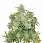 Fast Buds CBD 20 1 Auto 2