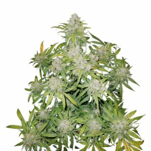 Fast Buds CBD 20 1 Auto 2