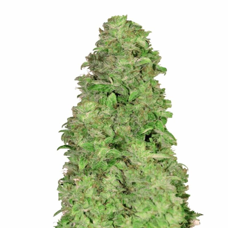 Fast Buds CBD 20 1 Auto