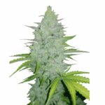 Fast Buds Cheese Auto