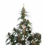Fast Buds Cheese Auto 2