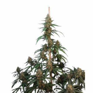 Fast Buds Cheese Auto 2