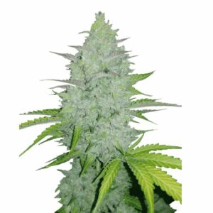 Fast Buds Cheese Auto
