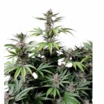 Fast Buds Cherry Cola Auto 2