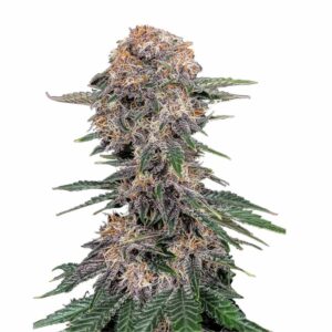 Fast Buds Cherry Cola Auto