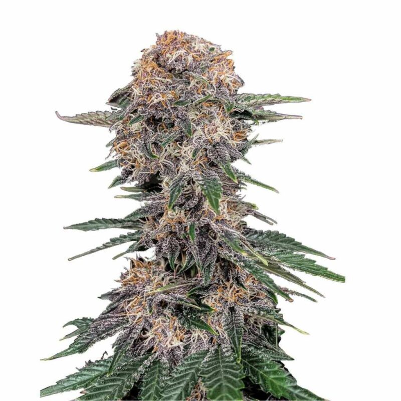 Fast Buds Cherry Cola Auto