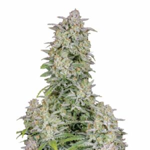 Fast Buds Forbidden Runtz Auto