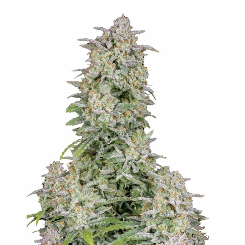 Fast Buds Forbidden Runtz Auto