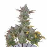 Fast Buds Gorilla Cookies Auto 2