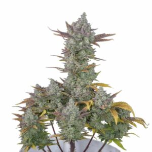Fast Buds Gorilla Cookies Auto 2