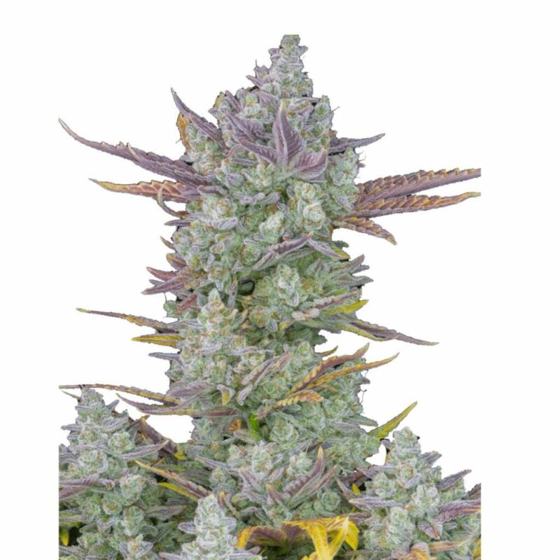Fast Buds Gorilla Cookies Auto