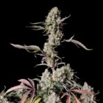Fast Buds Gorilla Zkittlez Auto