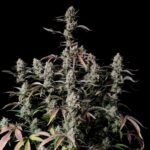 Fast Buds Gorilla Zkittlez Auto 2