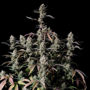 Fast Buds Gorilla Zkittlez Auto 2