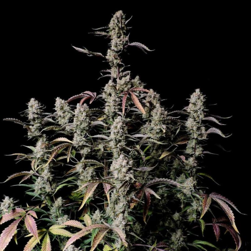 Fast Buds Gorilla Zkittlez Auto 2