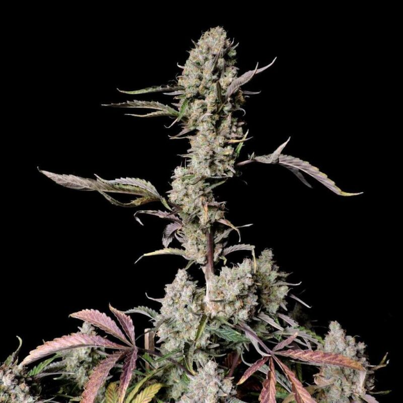 Fast Buds Gorilla Zkittlez Auto