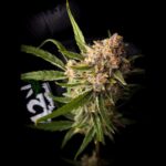 Fast Buds Guava Auto 2