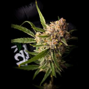 Fast Buds Guava Auto 2