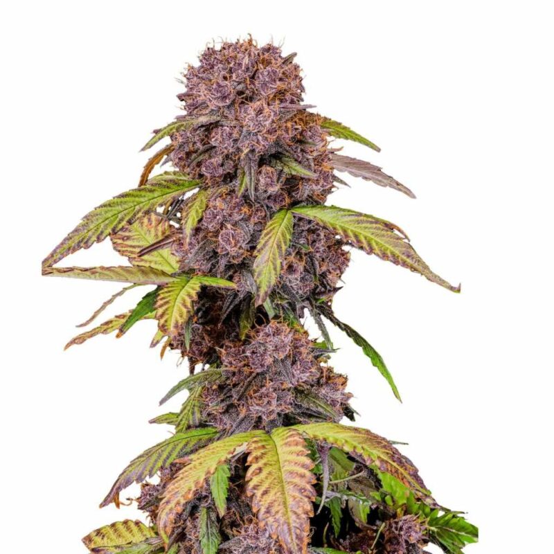 Fast Buds Lemon Cherry Cookies Auto