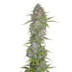 Fast Buds Orange Sherbet Auto