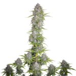 Fast Buds Orange Sherbet Auto 2