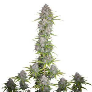 Fast Buds Orange Sherbet Auto 2