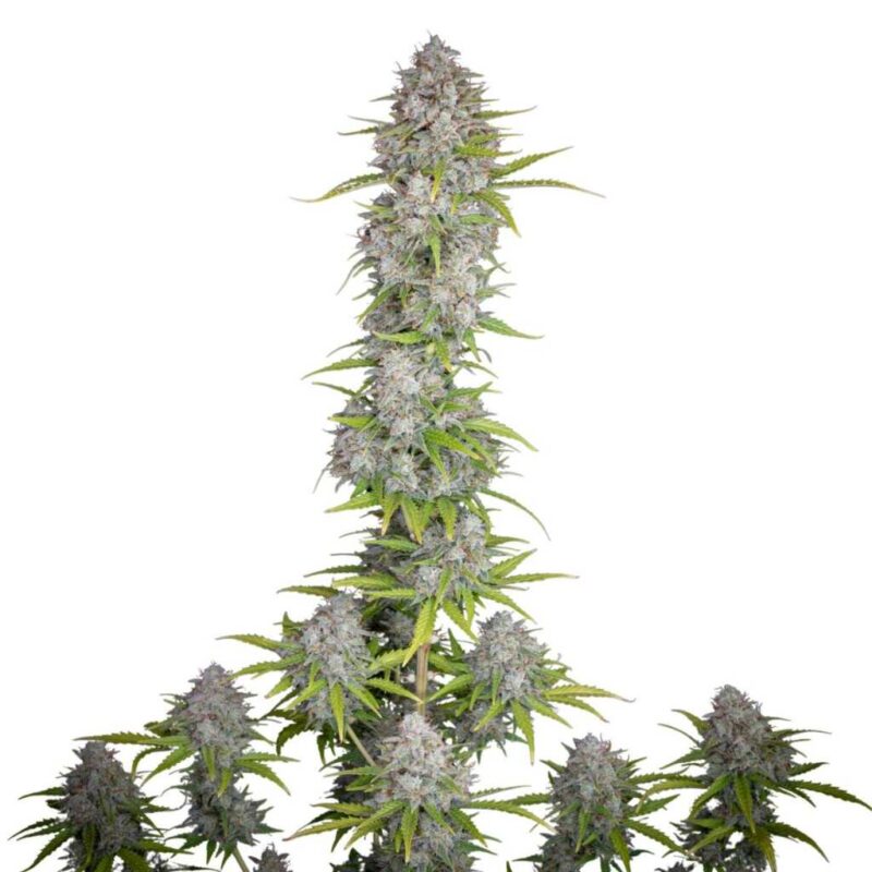 Fast Buds Orange Sherbet Auto 2 Fast Buds Orange Sherbet Auto 2
