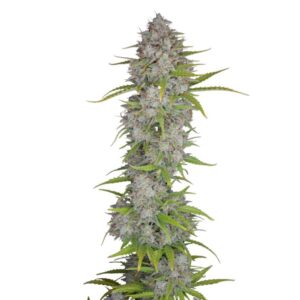 Fast Buds Orange Sherbet Auto