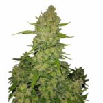 Fast Buds Papaya Cookies Auto