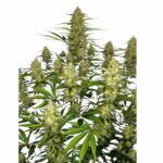 Fast Buds Papaya Cookies Auto 2