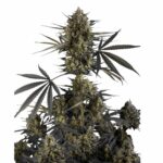 Fast Buds Pound Cake Auto 2