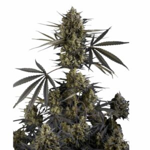Fast Buds Pound Cake Auto 2